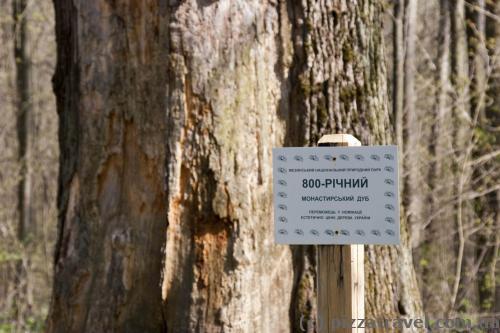 800-year-old oak in the Mezyn National Nature Park