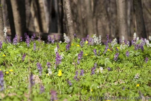 There's a lot of spring flowers in the forest.