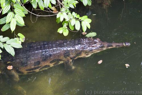 Singapore Zoo