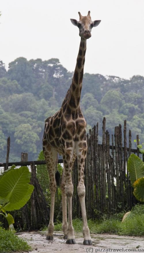 Singapore Zoo
