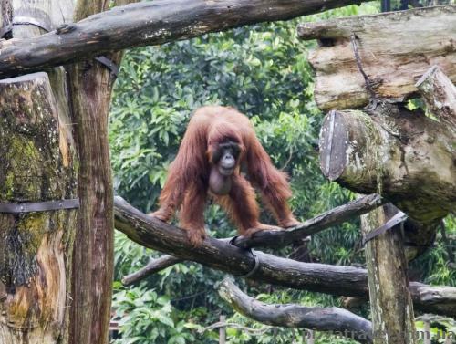 Singapore Zoo