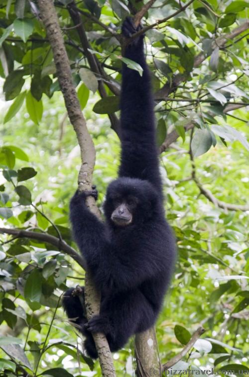 Singapore Zoo