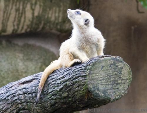 Singapore Zoo