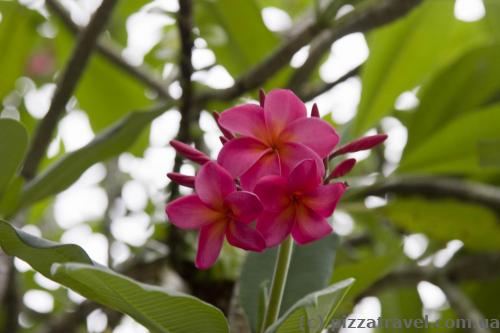 Flowers in the botanical garden
