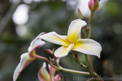 Flowers in the botanical garden