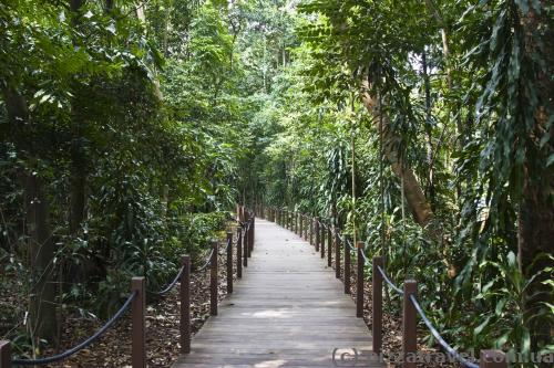 Walking in the jungle
